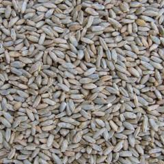 GRAIN - RYE MALT - 25KG